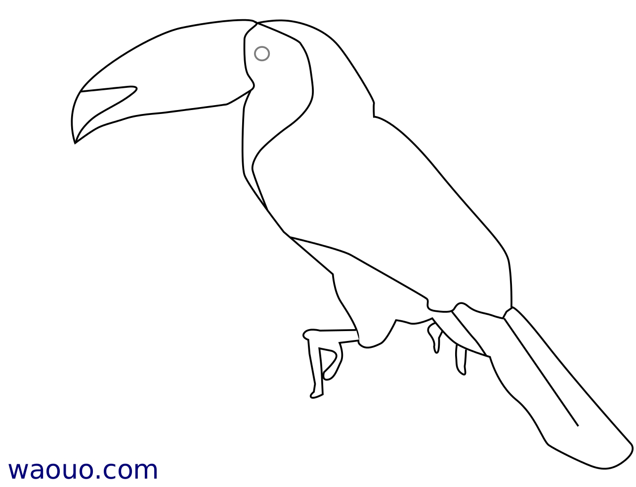 Coloriage Toucan à carène